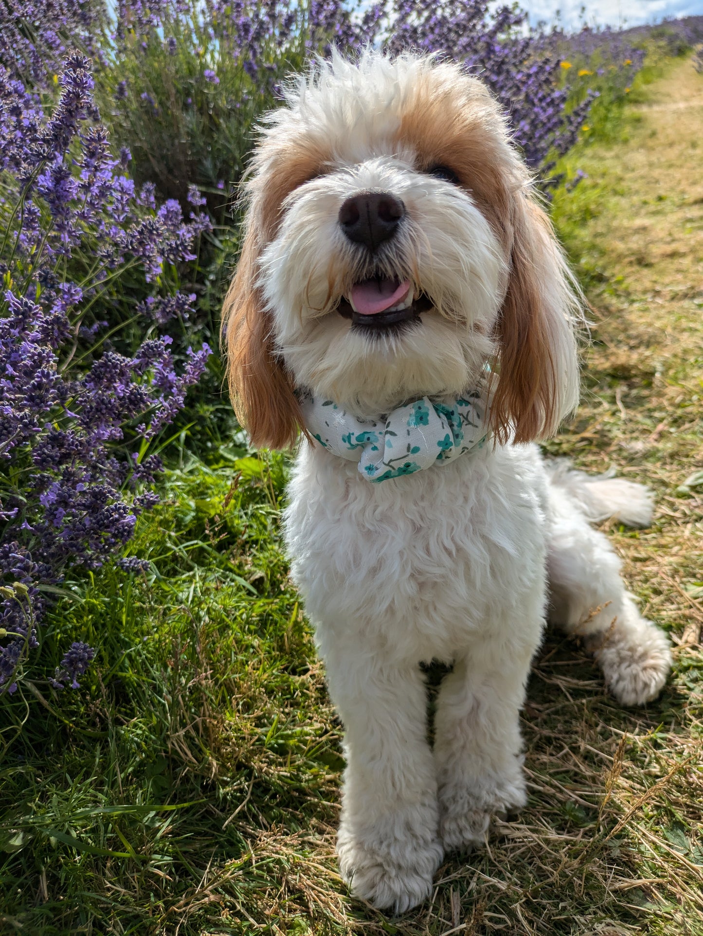 Scrunchie Collar Covers